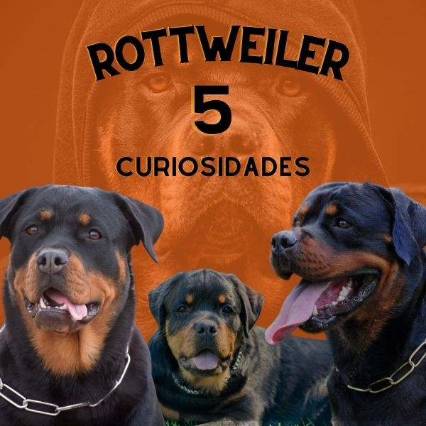 Rottweiler: 5 curiosidades